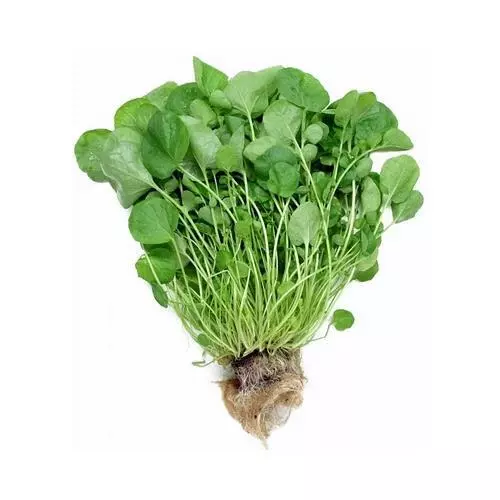 Fresh Seeds Cress Upland Great Sprouting Herb Seeds 3000 Seeds - $11.58