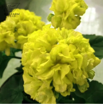  SEED Geranium Purely Greenish Yellow Big Blooms Bonsai Flowers Seeds 10pcs - $4.99