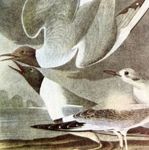 Bonaparte&#39;s Gull Bird Lithograph 1950 Audubon Antique Art Print DWP6C - £23.58 GBP