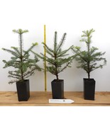 Abies procera, Noble Fir Trees- Potted 2 year - $28.66+