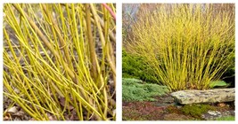Cornus Stolonifera VAR Flava Yellow Twig Dogwood Cornus Sericae Flava 10... - £21.98 GBP