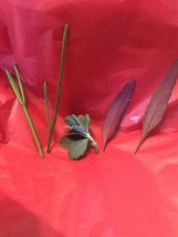 Perfect Starter Pack Cuttings Cactus Succulents Rhipsalis Rare - $21.57