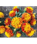 50+ seeds, TAGETS, rare FRANCH MARIGOLD, annual - $5.00