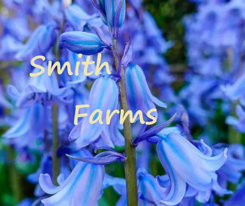 100+ Seeds Spanish Bluebells Flowers Groundcover Blue Floral Blooms Grou... - $6.94