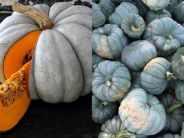 5 Ct Seeds Jarrahdale Blue Pumpkin Cucurbita Maxima Vegetable NON-GMO - £10.22 GBP