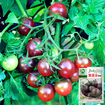 Sweets from Your Garden: 5 Bags (100 Seeds / Bag) of &#39;Purple Pearl&#39; Cherry Tomat - £8.78 GBP