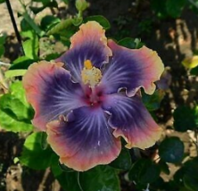 20 Pc Seeds Purple Blue Pink Hibiscus Flower, Hibiscus Seeds for Planting | RK - £15.05 GBP