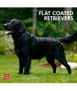Flat-Coated Retrievers 2013 Square 12X12 Wall (Multilingual Edition) - £7.01 GBP
