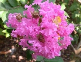 35 Dark Pink Crepe Crape Myrtle Lagerstroemia Indica Bush Tree Flower Seeds Fres - $15.00