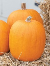 PS Jack O Lantern Pumpkin 20 Seeds Non-Gmo Fast Grow - $198.78 MXN