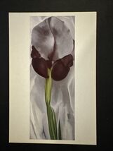 4 X 6 POSTCARD - Georgia O’Keeffe Iris (Dark Iris) - $5.57