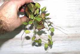 Dischidia Ovata “Watermelon” Small Companion Plant Potted - £26.15 GBP