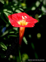 Garden Store 20 Seeds Store Ipomoea Multifida Cardinal Climber Morning Glory Flo - £11.52 GBP