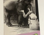 1985 Mountain Dew Elephant Vintage Print Ad Advertisement  PA4 - $7.91