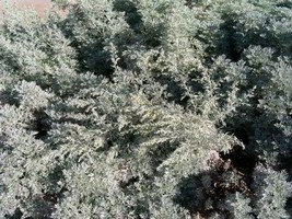 Artemisia Absinthium Absinth Or Wormwood jocad (10 Seeds) - $11.88