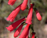 Sale 150 Seeds Eatons Red Firecracker Penstemon Eatonii Native Hummingbi... - $9.90