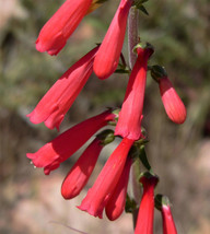 Sale 150 Seeds Eatons Red Firecracker Penstemon Eatonii Native Hummingbird Flowe - £7.82 GBP