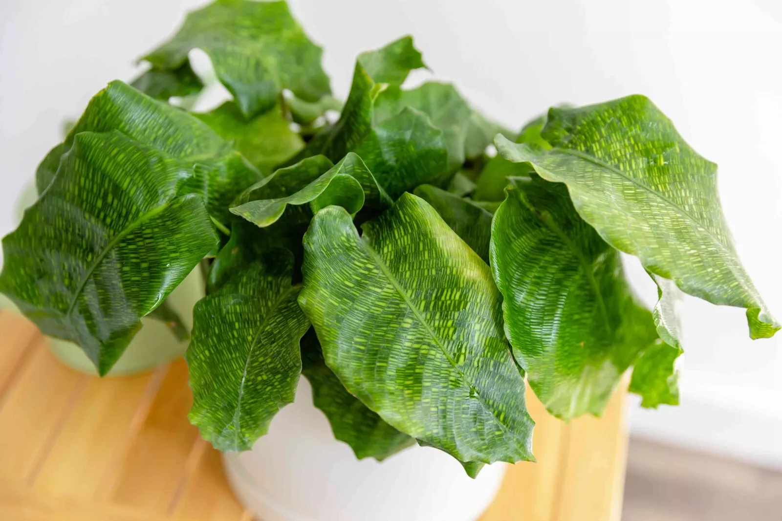 25+ Network Calathea Mozaica Seeds for Garden Planting - €4,26 EUR