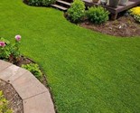 Irish Moss Ground Cover- Garden- Landscape 200 Seeds - $6.58