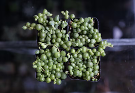 2&quot; String of Pearls Houseplant Gardening - £24.34 GBP