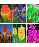 NEW 300 pcs True Hot Poker (Kniphofia Uvaria) Beautiful Torch Lily Flowe... - £7.95 GBP