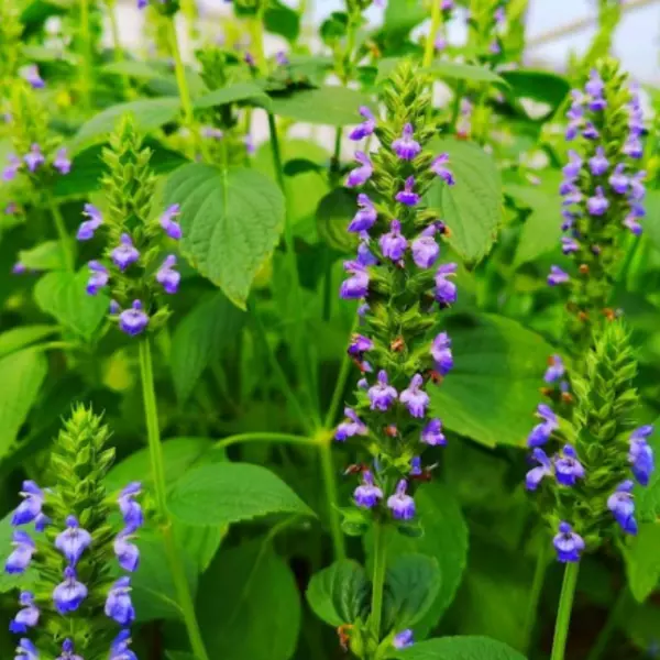 Fresh Chia Seeds Salvia Blue Flowers Culinary Healthy Nutrient Rich 500 ... - £5.54 GBP
