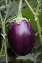 Explore the World of Black Round Eggplant, 1 Bag ( approx 50 seeds / bag) D - £9.83 GBP