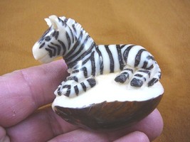 TNE-ZEB-227) baby striped Zebra foal TAGUA NUT palm nuts figurine carvin... - £23.14 GBP