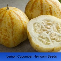 Vegetable Seeds Lemon Cucumber 40 Seeds 1890 Gardening Fresh USA Seller - £11.91 GBP