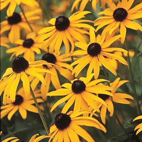GIB BlackEyed S-n 25 Fresh Flower Seeds -  - $2.00