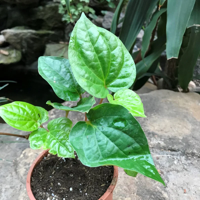 Organic Indian Betel Leaf Piper Lolot Tall Antioxidantpaan, 50 Seeds D - $14.35