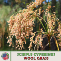  Wool Grass 1600 Seeds, Scirpus cyperinus, Native Wetland Sedge, Bird At... - $11.30