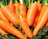 500 Danvers Half Long Carrots Seeds Non Gmo Heirloom Fresh Vegetable See... - $8.99