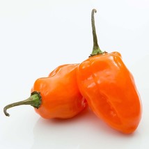 25 Garden Fresh Hot Orange Habanero Non Gmo Premium Pepper Seeds - $4.68