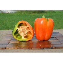 USA SELLER Garfield Bell Pepper Seeds Fast Shipping - £7.37 GBP