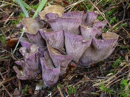 20 g Organic Mushroom Spawn Mycelium Culture VIOLET CHANTERELLE Mushroom... - £8.06 GBP