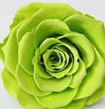 US Seller Exotic Green Rose Plants Mixed Colors Rosa Planta Outdoor See Ed Potte - $14.18