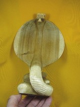 (q110-a) large striking COBRA snake fangs ACACIA WOOD carving FIGURINE w... - £58.44 GBP