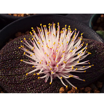 Massonia Pustulata Seeds Purple Succulent 100% Right Variety Blistered M... - £11.10 GBP