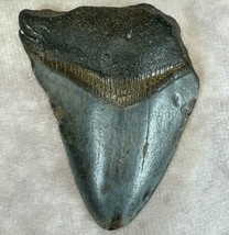 Megalodon Shark Tooth 2.3 x 1.9 in. Authenticated Fossil Mackerel Great ... - $225.39