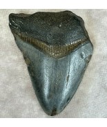 Megalodon Shark Tooth 2.3 x 1.9 in. Authenticated Fossil Mackerel Great ... - $225.39