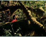 Rain Forest Olympic National Forest Washington WA UNP Chrome Postcard G4 - $3.91
