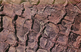 Chrome ID Postcard C499 Craters of Moon National Monument Horizontal Tree Mold - £2.59 GBP