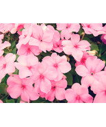 50 Dwarf Pink Impatiens Walleriana Sun Or Full Shade Flower Seeds Fresh ... - $16.00