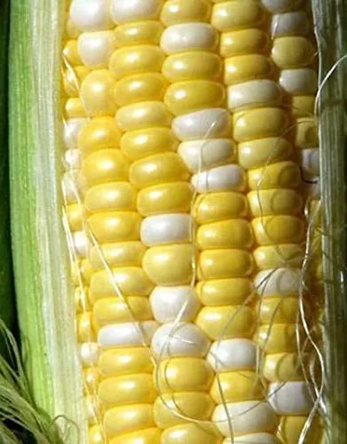 Sweet corn Peaches and Cream Hybrid Bicolor corn Full season Crop 15 Seeds USA - £6.52 GBP
