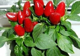 Red Heart Ornamental Pepper, 20 Seeds - £9.63 GBP