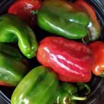 Fresh Seeds USA Napolean Bell Pepper Sweet Pepper Organic Seeds Early Bell Peppe - £12.52 GBP