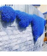 200 Seeds Blue Creeping Thyme Cress Rock Plant Flowers - $9.99