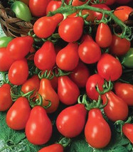Tomato Red Pear Indeterminate Heirloom Containers Usa Non-Gmo 100 Seeds - £7.75 GBP