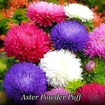 185 Seeds - Aster Powder Puff Mix China Easy Cut Flower Groco- Buy 15-Ships - $102.93 MXN